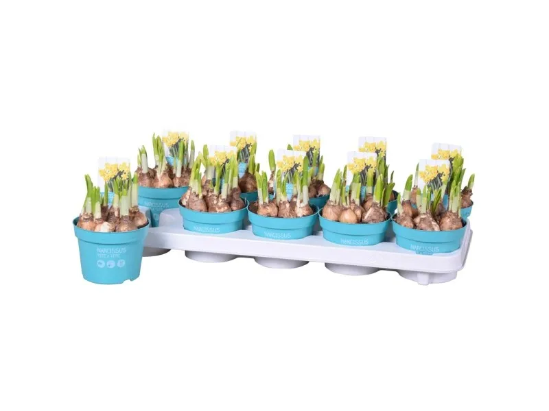 Narciso Tete a Tete vaso 12 cm