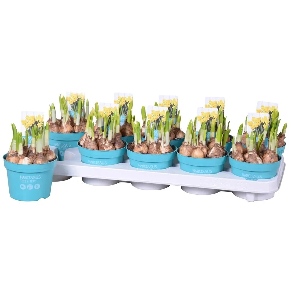 Narciso Tete a Tete vaso 12 cm